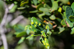 Aceria mackiei
