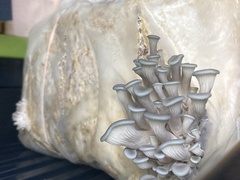 Pleurotus columbinus