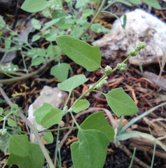 Chenopodium fremontii