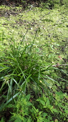 Carex pseudocyperus