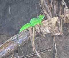 Basiliscus plumifrons