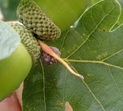 Cynipoidea