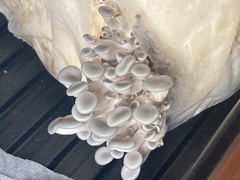 Pleurotus columbinus
