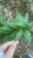 Valeriana officinalis