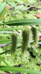 Carex pseudocyperus