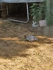 Columba palumbus palumbus