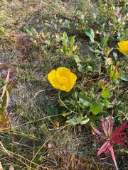 Papaver dubium