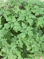 Geranium robertianum