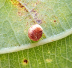 Neuroterus numismalis