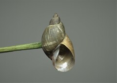 Lymnaeidae