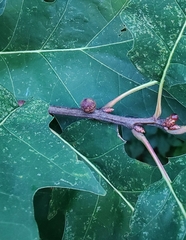 Kokkocynips imbricariae