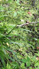 Carex pseudocyperus