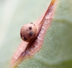 Neuroterus anthracinus