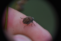 Pachycorinae