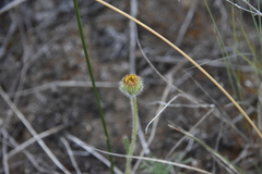 Erigeron compositus