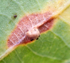 Neuroterus anthracinus