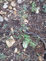 Chenopodium fremontii
