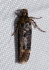 Chionodes formosella