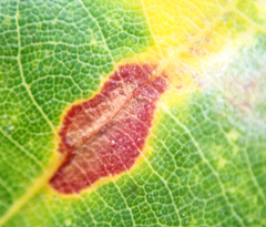 Neuroterus anthracinus