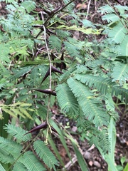 Vachellia cornigera