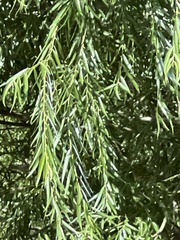 Salix exigua