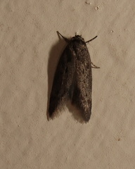 Artiastis stenopolia