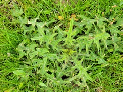Cirsium
