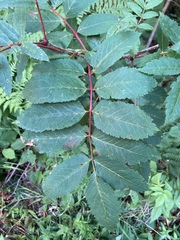 Sorbus decora