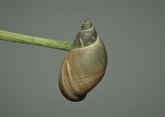 Lymnaeidae