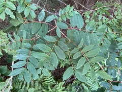 Sorbus decora