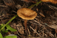 Crepidotus subfulviceps