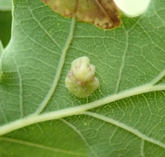Cynipoidea