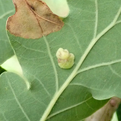 Cynipoidea