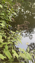 Eutrochium purpureum