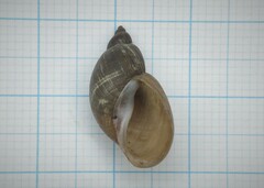 Lymnaeidae