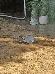 Columba palumbus palumbus