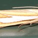 Crambus satrapellus - Photo 由 Stuart J. Marcus 所上傳的 (c) Stuart J. Marcus，保留部份權利CC BY-NC
