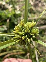 Cyperus