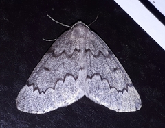 Nepytia pellucidaria