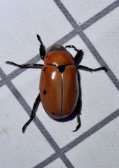 Pelidnota punctata