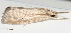 Eoreuma densellus