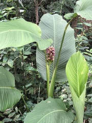 Goeppertia latifolia