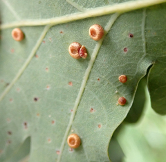 Neuroterus numismalis