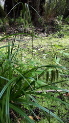 Carex pseudocyperus