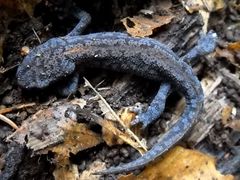Ichthyosaura alpestris alpestris