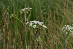 Cicuta douglasii