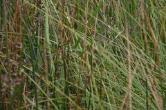 Cicuta douglasii