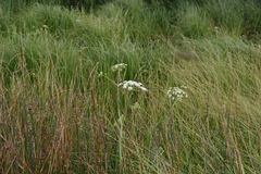 Cicuta douglasii