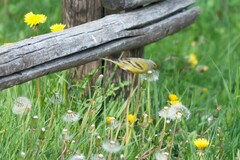 Carduelis citrinella