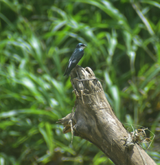 Tachycineta albilinea